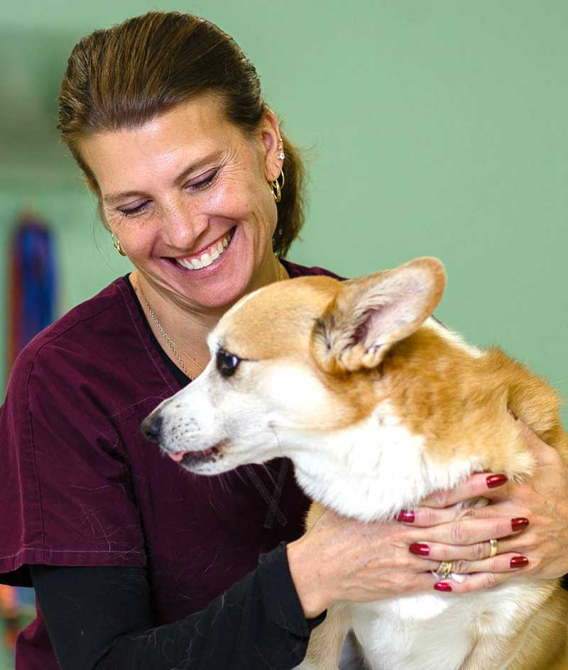Pet Hospital in Sussex | Cat & Dog Veterinarians