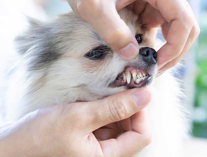 Sussex Pet Dentist