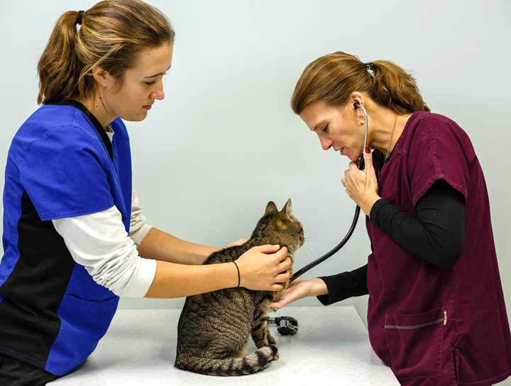 Cat Veterinarian | Sussex Cat Hospital