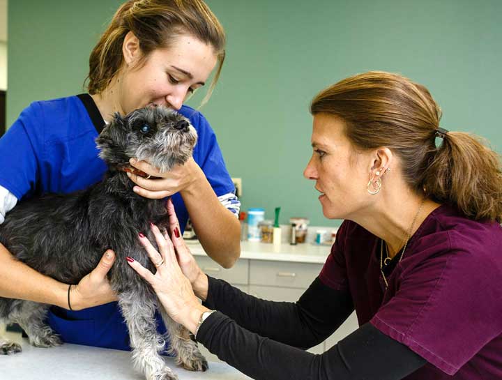 Dog Veterinarian | Sussex Dog Hospital